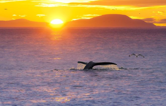 Морские круизы