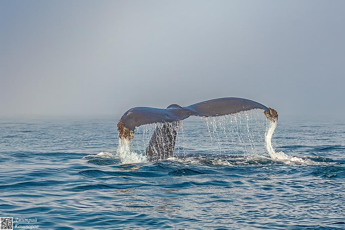 Кунашир, Шикотан и Хабомаи. Путешествие на другую планету