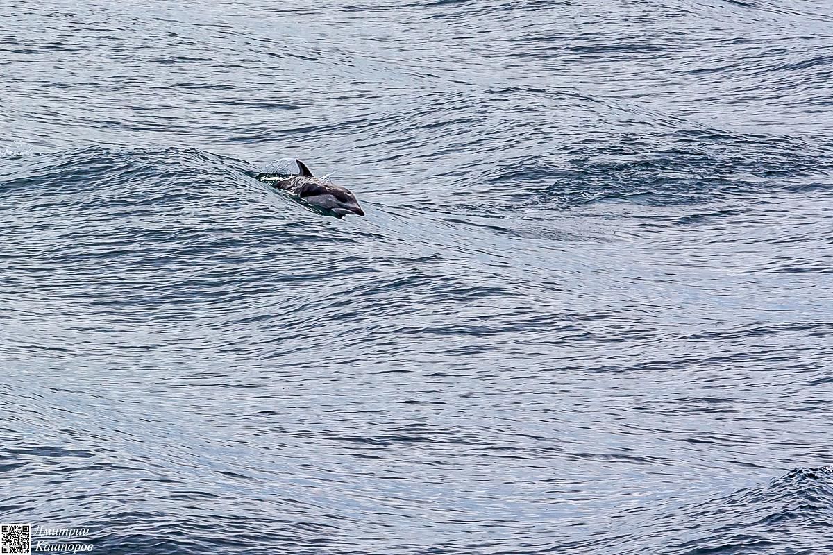 Сахалин, Итуруп, Шикотан и Кунашир с вулканом Тятя. Путешествие на другую планету