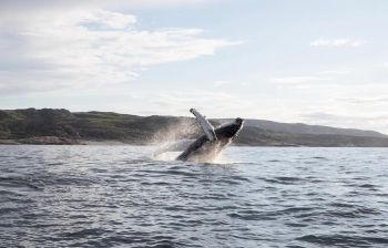 В Мурманске весна: Териберка - морская прогулка