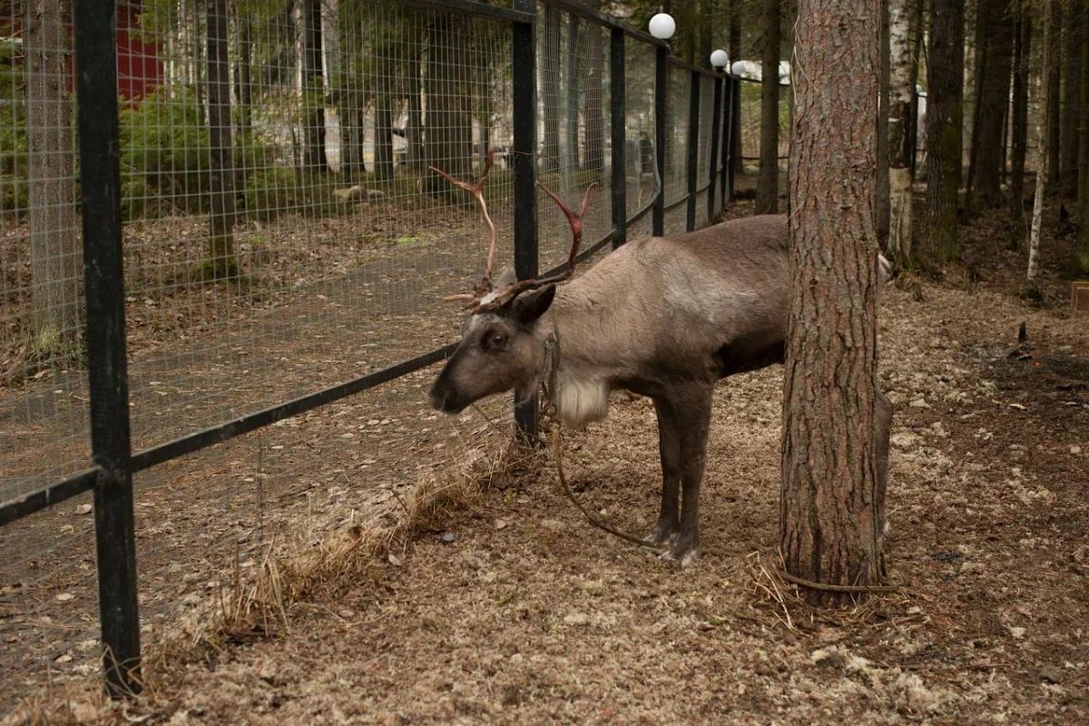 Хаски и олени: экскурсия в карельский питомник