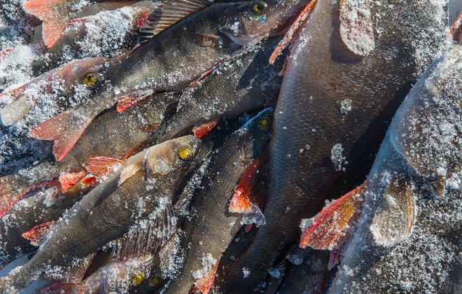 За северной рыбой