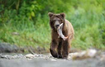 Вертолетная экскурсия на Курильское озеро, Ксудач и Ходуткинские источники