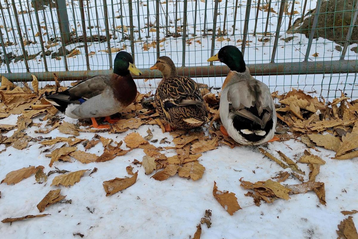 Сафари-парк + Стекляшка