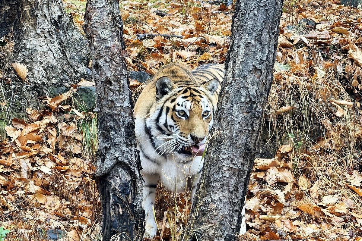 Сафари-парк + Стекляшка