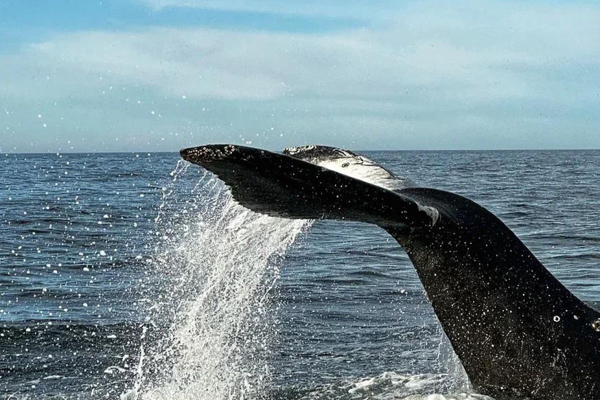 В Мурманске весна: Териберка - морская прогулка
