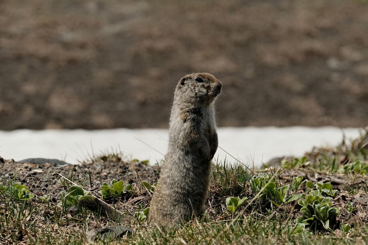 Камчатка. Июньская мозаика 2026