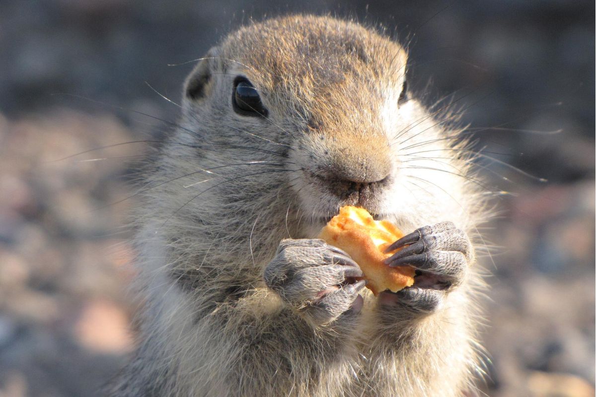 Джип-тур к Авачинскому вулкану (гора Верблюд) + «Черный пляж»