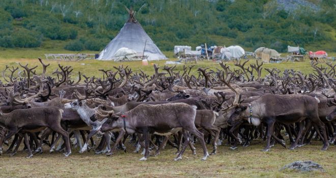 Оленеводы острова Колгуев