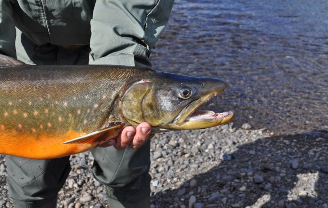 За енисейской корюшкой