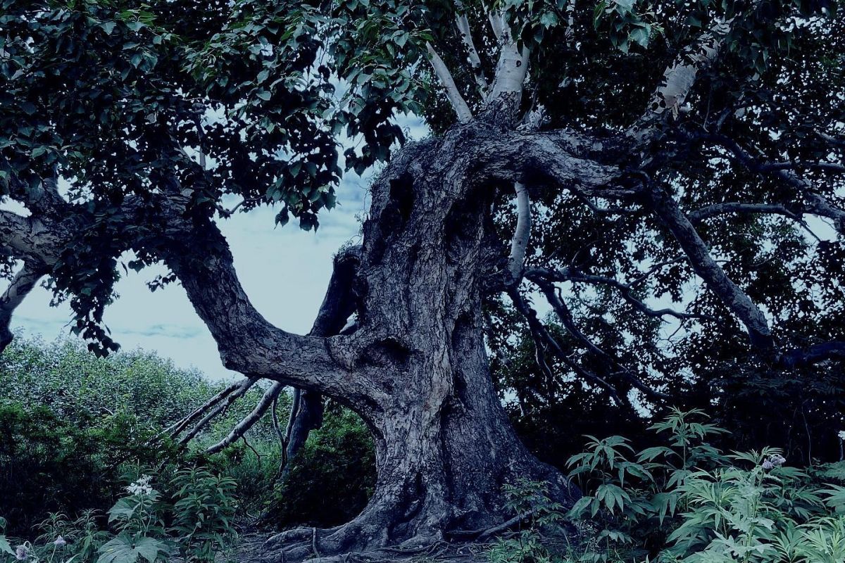 Джип-тур на озеро Толмачева и Апачинские / Начикинские источники