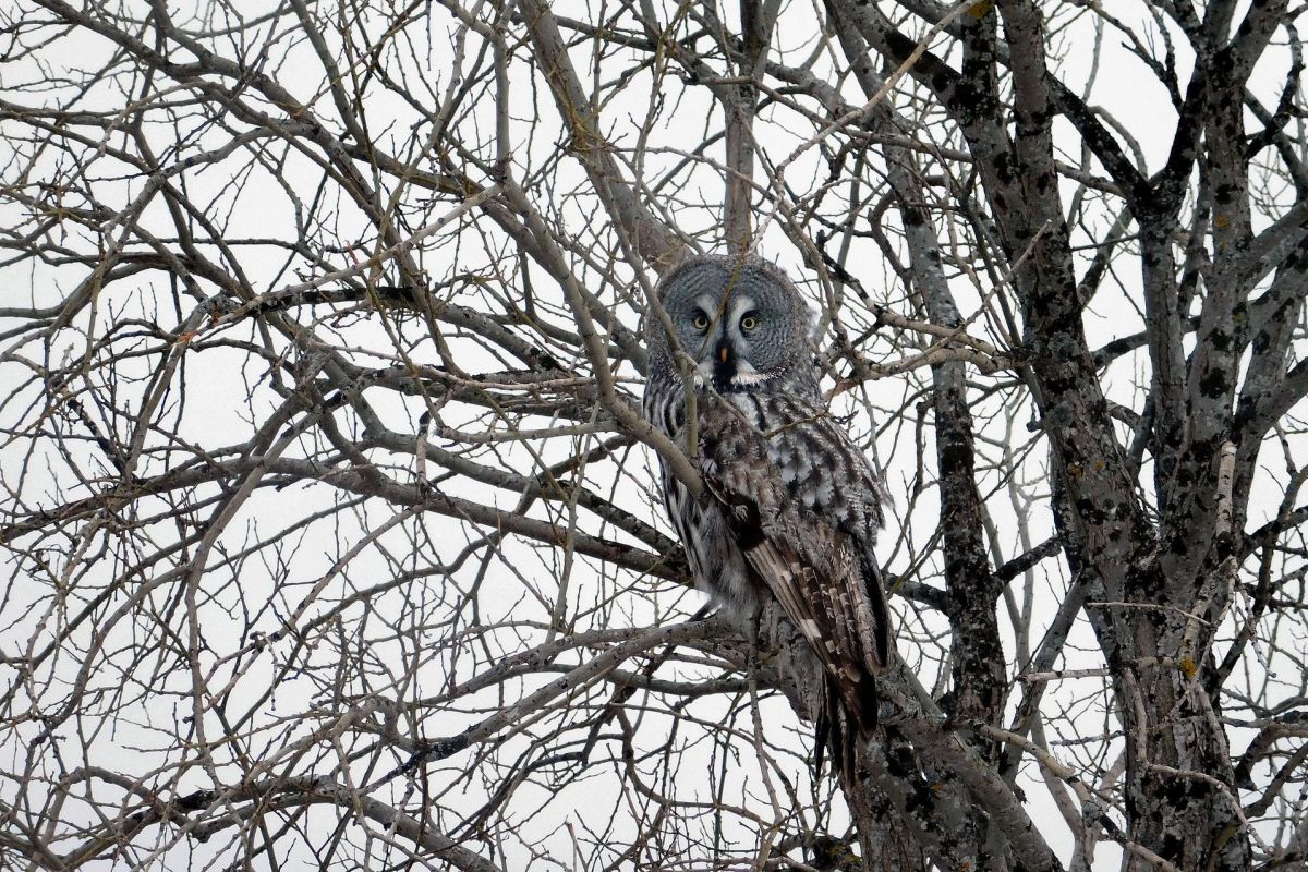 «Тайны северных сов»: двухдневный тур в Онежское Поморье