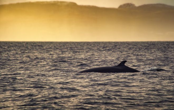 Фотоохота на китов