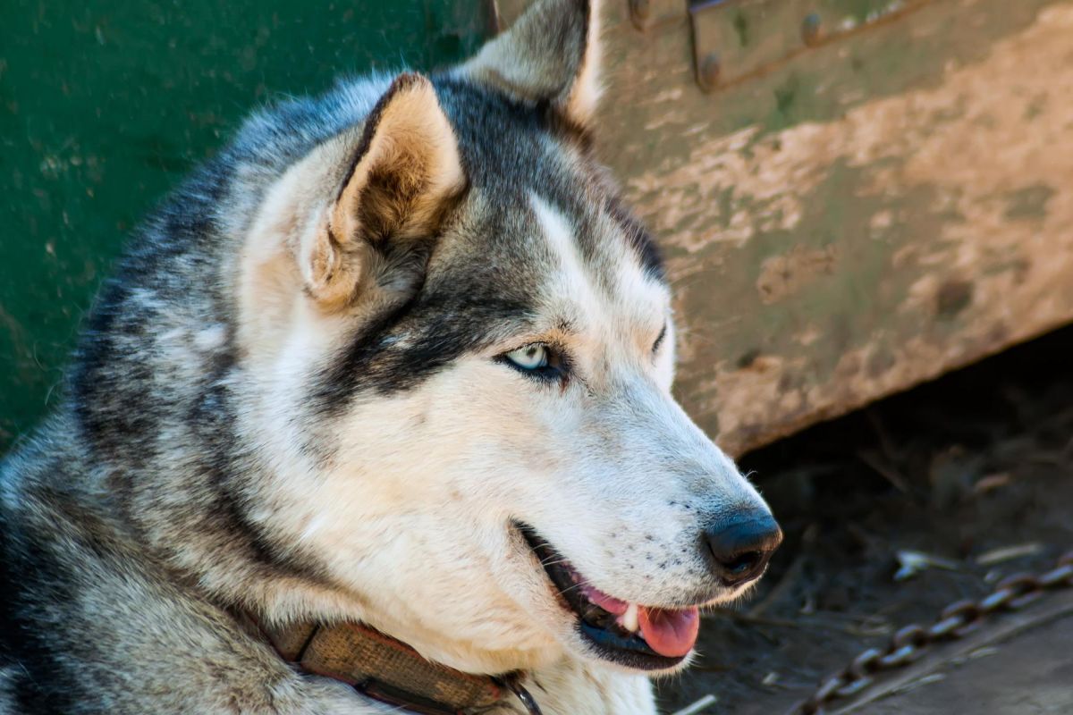 Джип-тур в Долину Не Гейзеров (Дачные источники) и гастротур в Эйвет