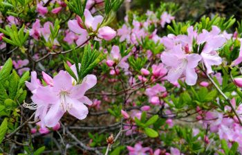 Тур "Дыхание весны у моря" (1 - 6 мая 2026)