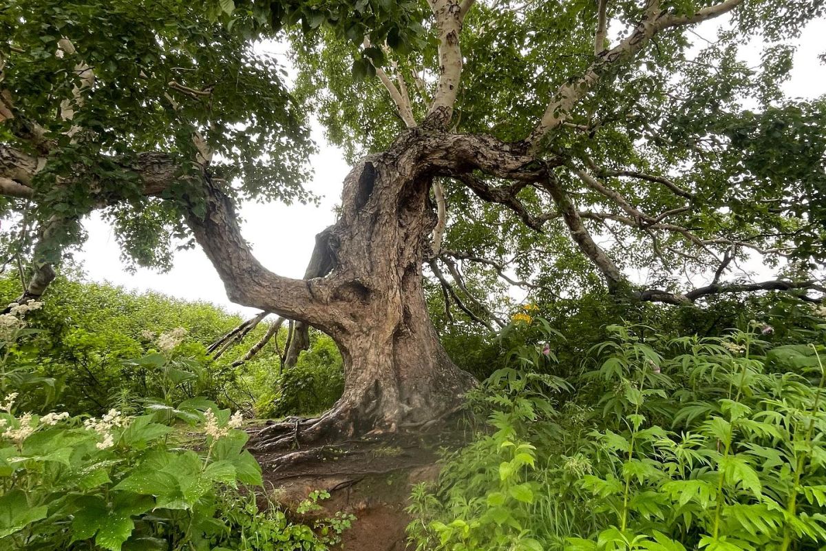 Озеро Толмачева, джип-тур