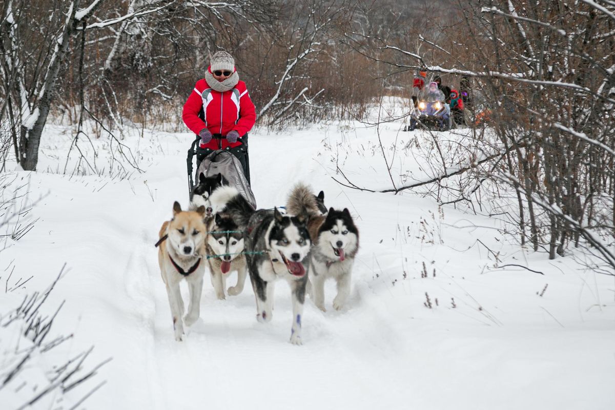 Катание на собачьих упряжках + Этническая экскурсия