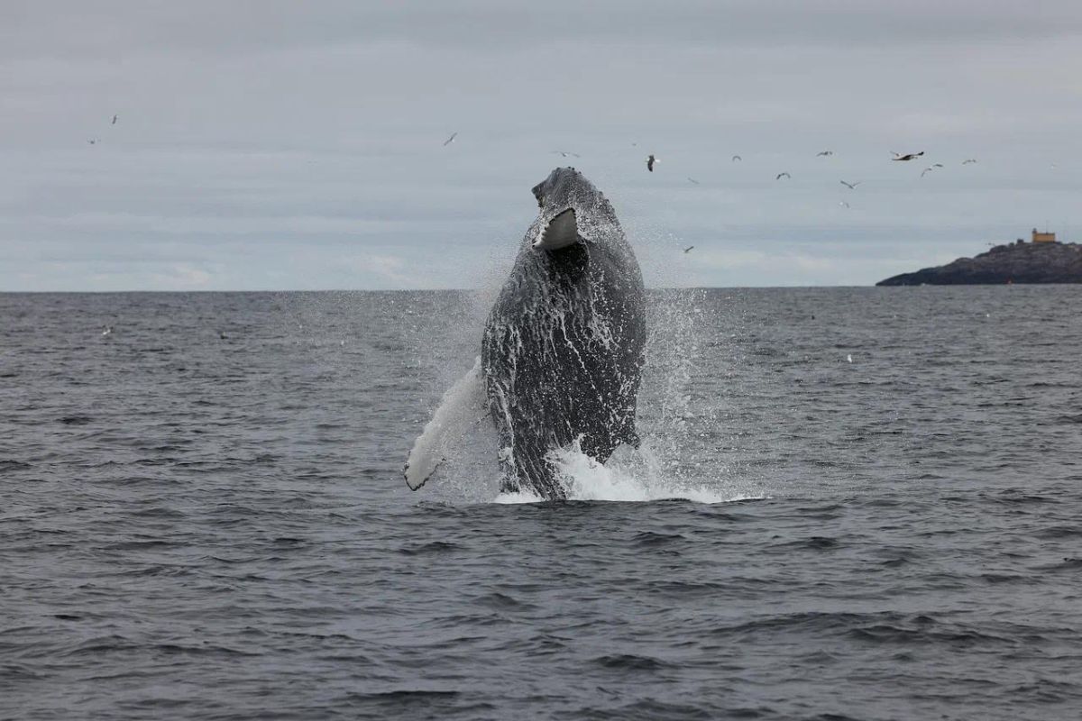 Кольский Викенд (морская прогулка)
