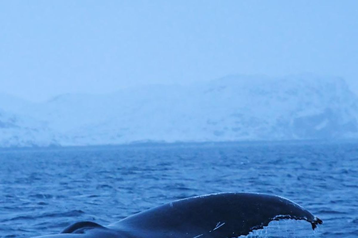 Териберка: морская прогулка в поиске китов