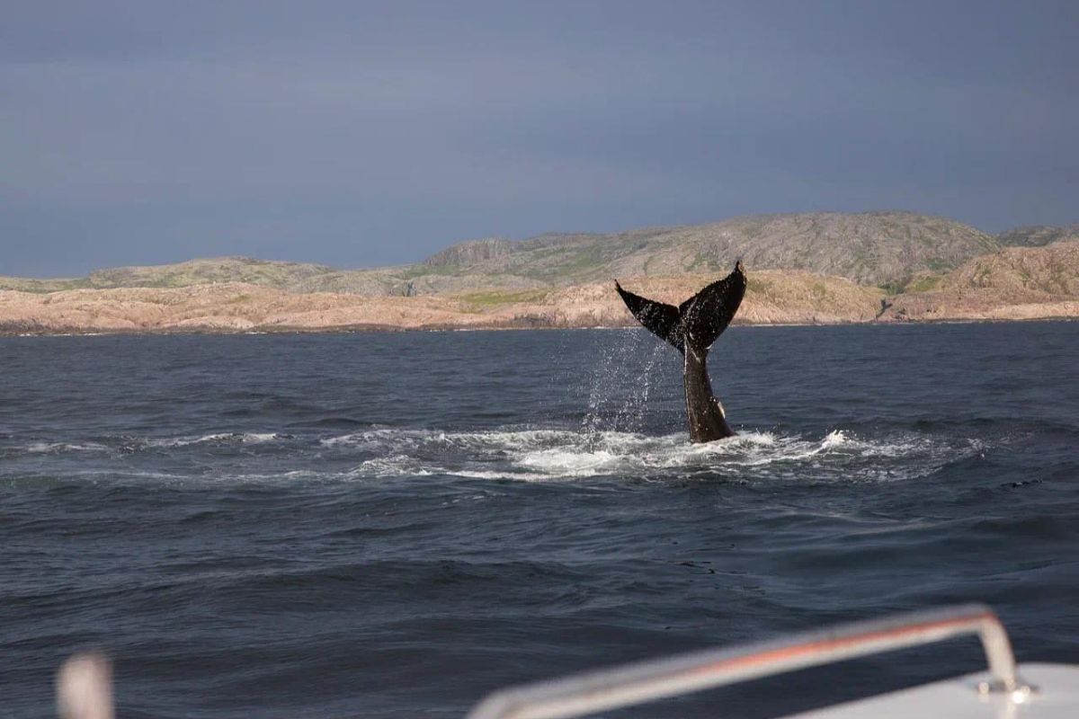 Териберка с китами