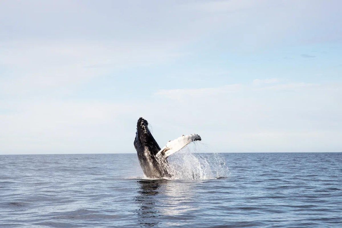 Териберка с китами