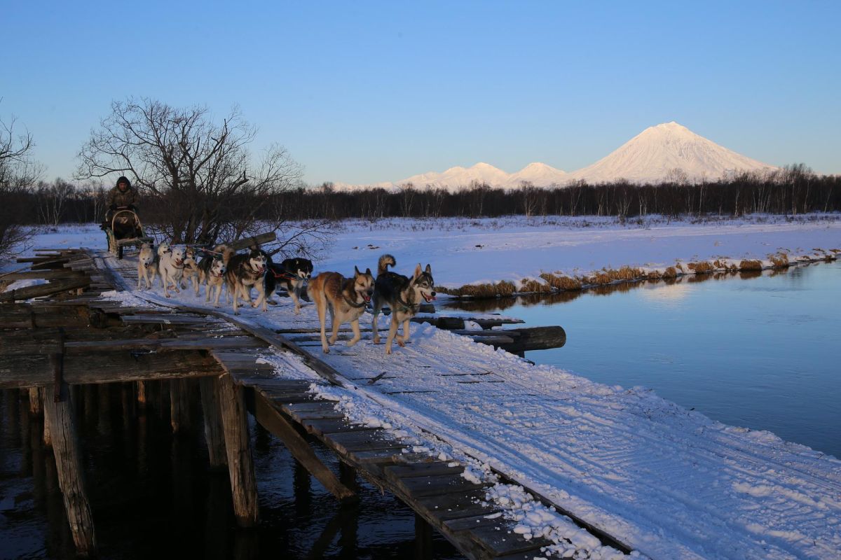 Экскурсия в питомник ездовых собак "Эйвет", катание на упряжках
