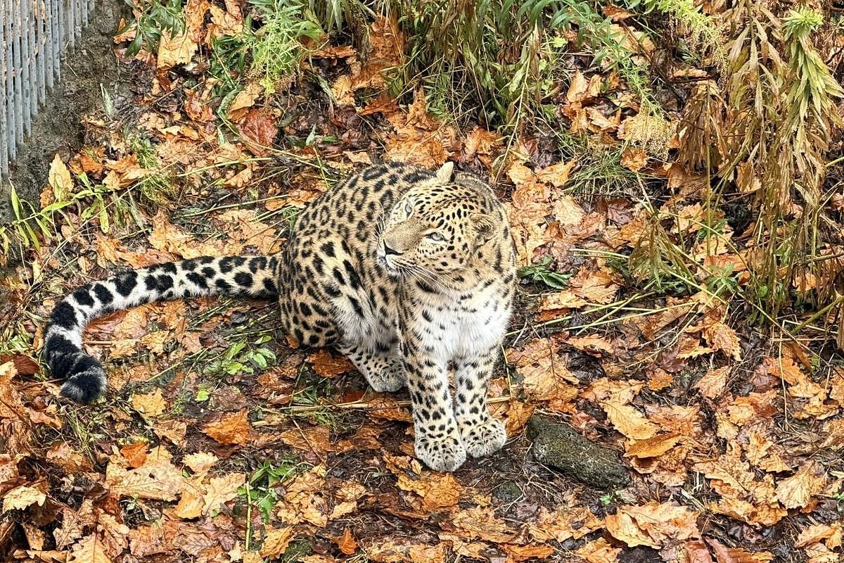 Тур "Приморье + Сахалин"