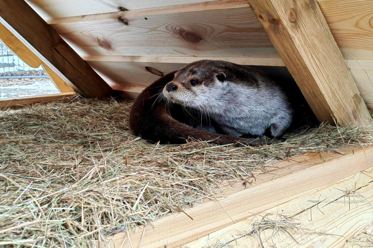 Экскурсия в Сафари-парк