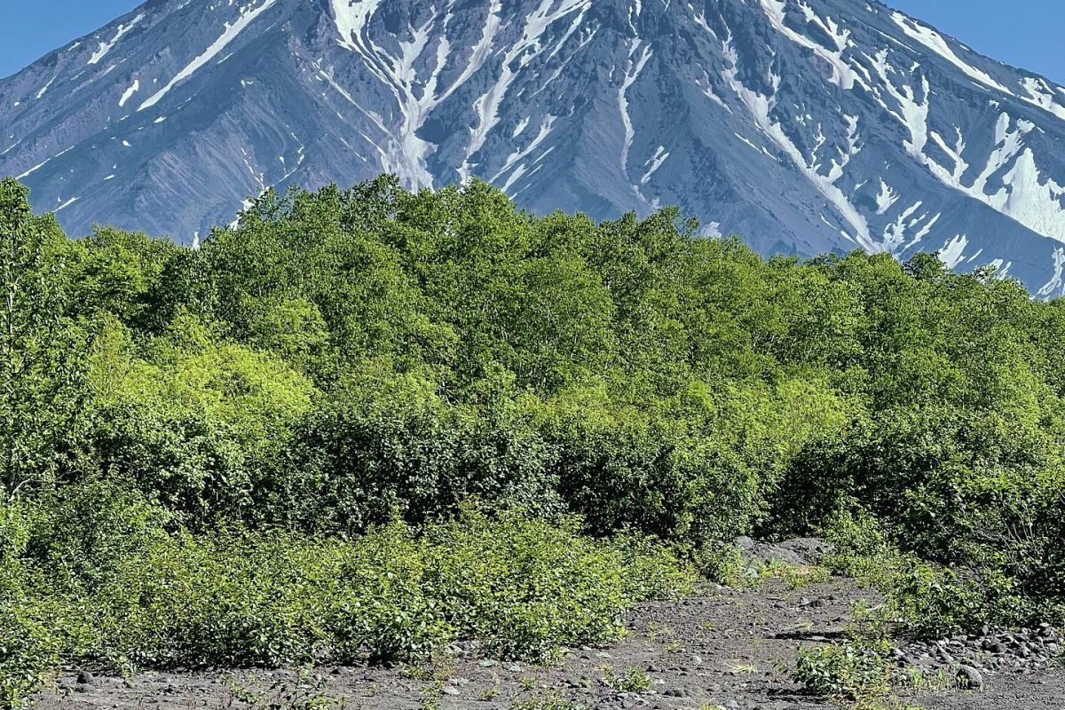 Камчатка. Июньская мозаика 2026