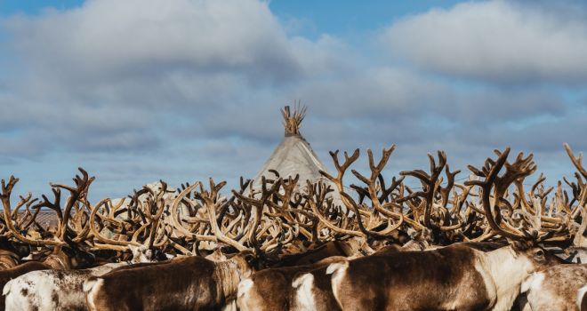 Законы тундры