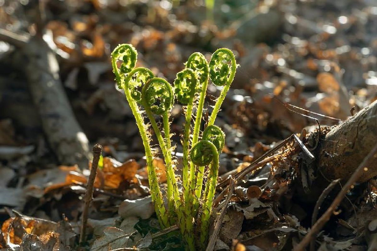 Гастротур "Знакомство с Тихоокеанской кухней"