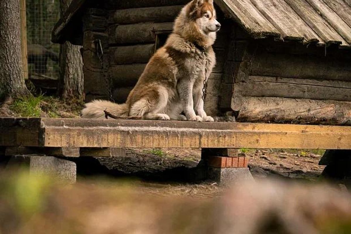 Хаски и олени: экскурсия в карельский питомник