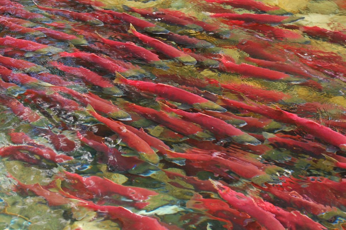 Вертолетная экскурсия на Курильское озеро, Ксудач и Ходуткинские источники