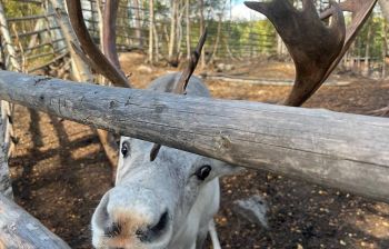 В Мурманске весна: Териберка - пешая прогулка