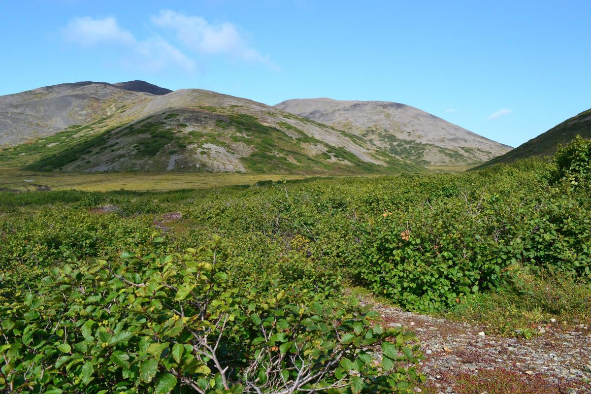 Прогулка по древнему вулкану (г. Анадырь, гора Дионисия), тур с ночёвкой