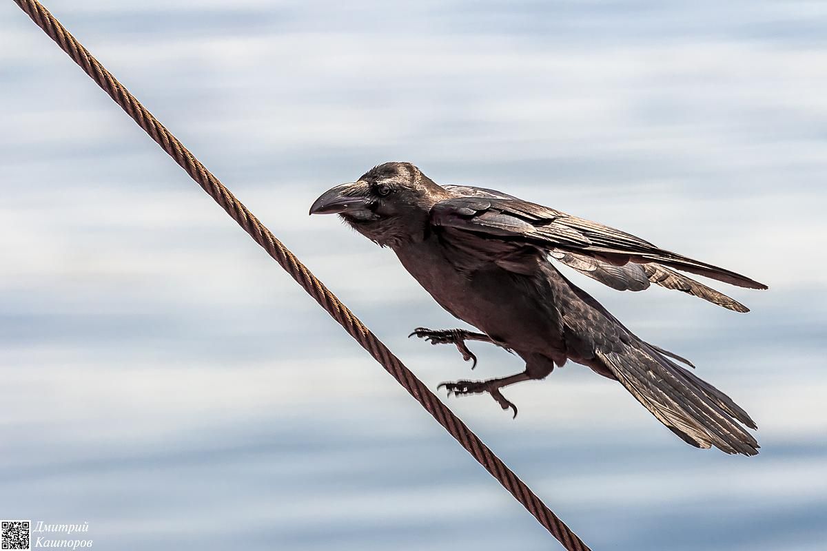 Четыре вулкана Курильских островов. Путешествие на другую планету