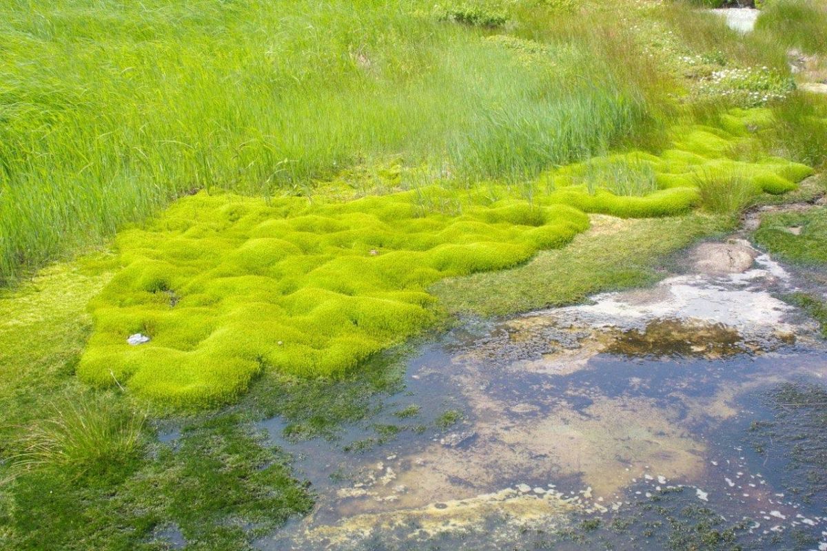Джип-тур в Долину Не Гейзеров (Дачные источники) в Июне