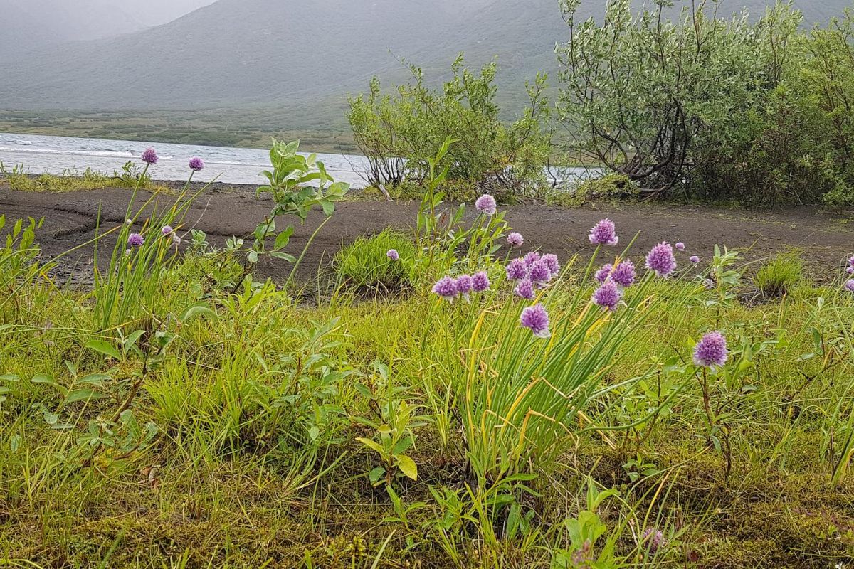 Горы, тундра, море – «три Чукотки» в одном маршруте (заброска наземным транспортом)