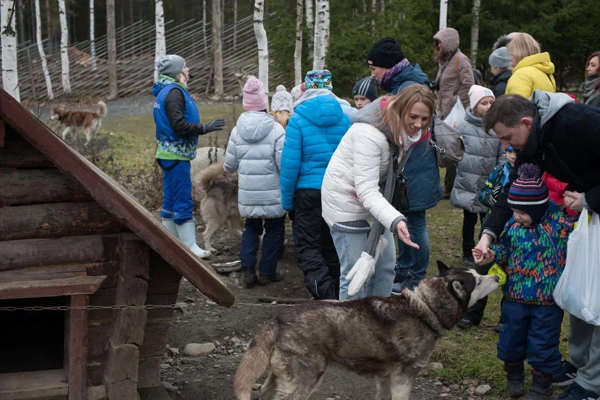 Хаски и олени: экскурсия в карельский питомник