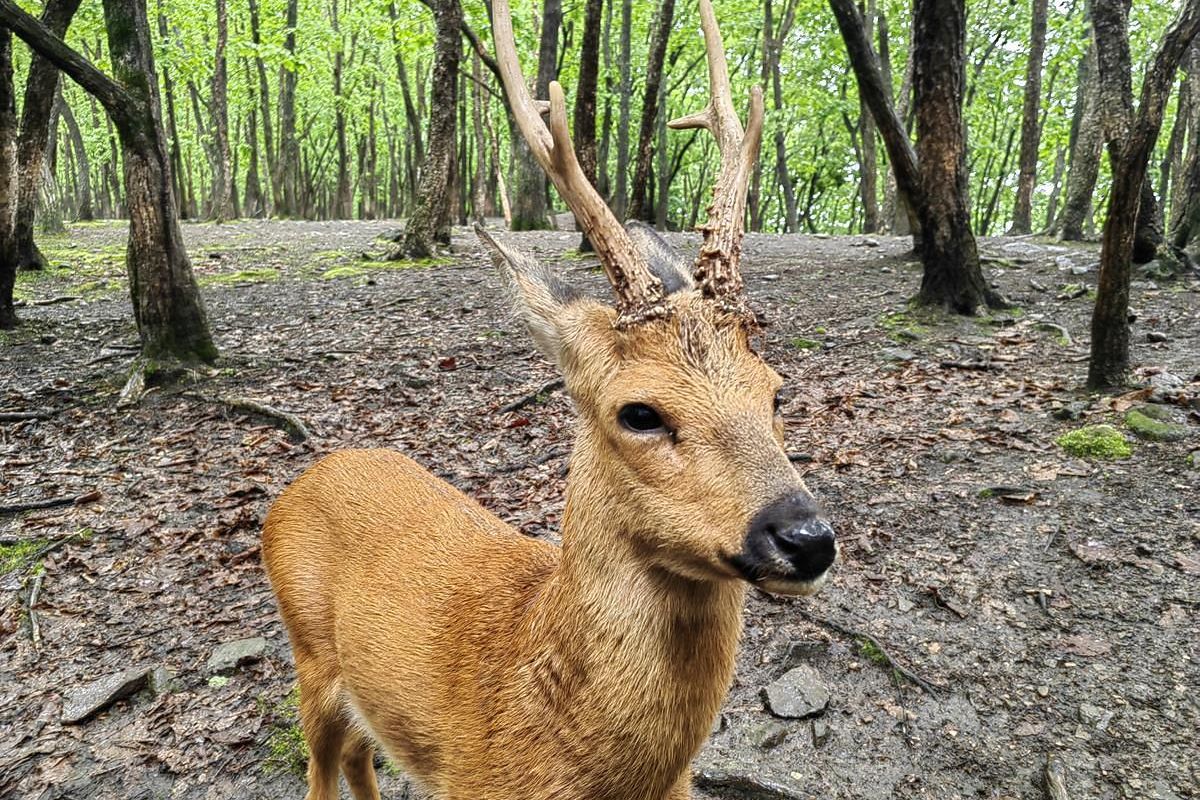 Тур "Лотосы и море"