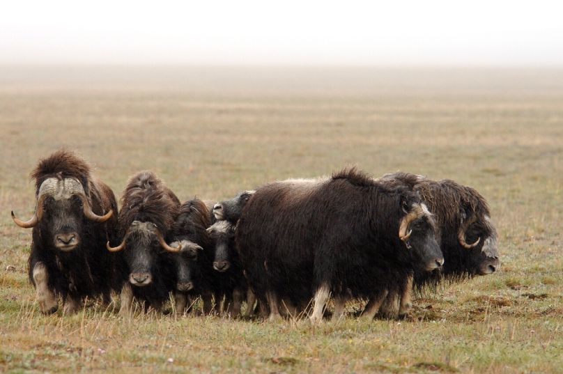 Овцебыки на острове Врангеля