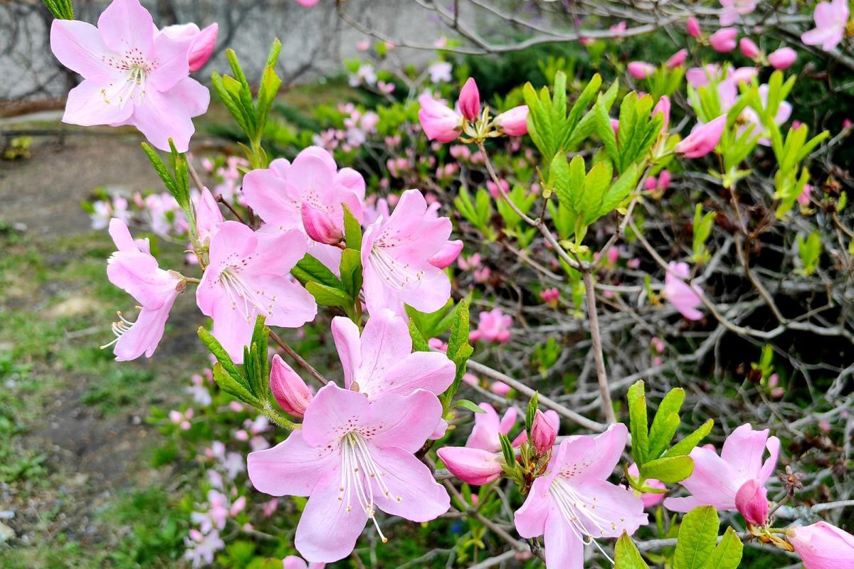 Тур "Дыхание весны у моря" (1 - 6 мая 2026)