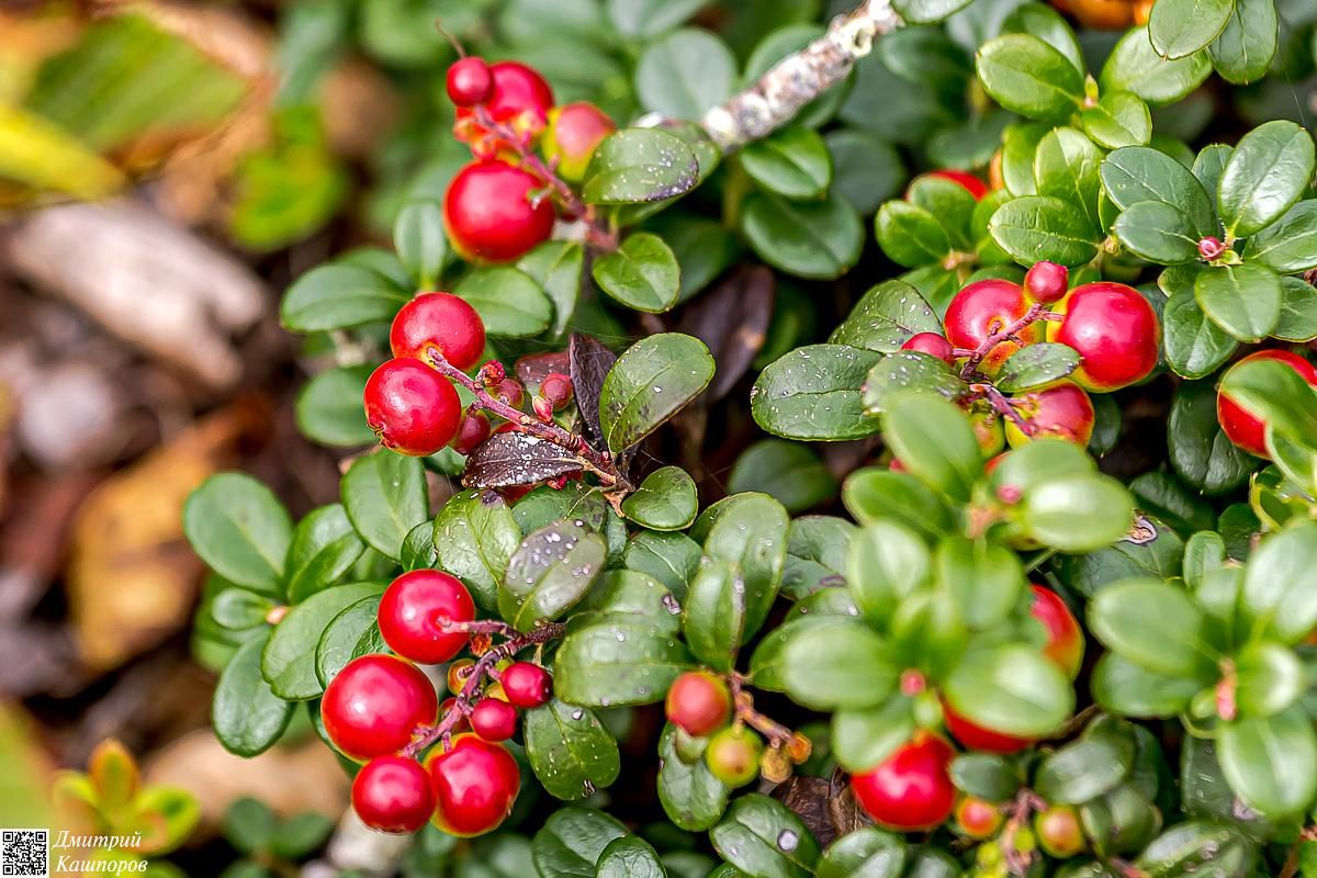 Итуруп и Кунашир. Путешествие на другую планету