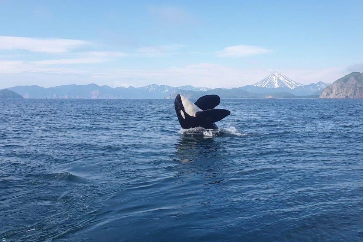 Свидание с Камчаткой в ИЮНЕ (комбинированный тур на внедорожниках, без палаток и восхождений)