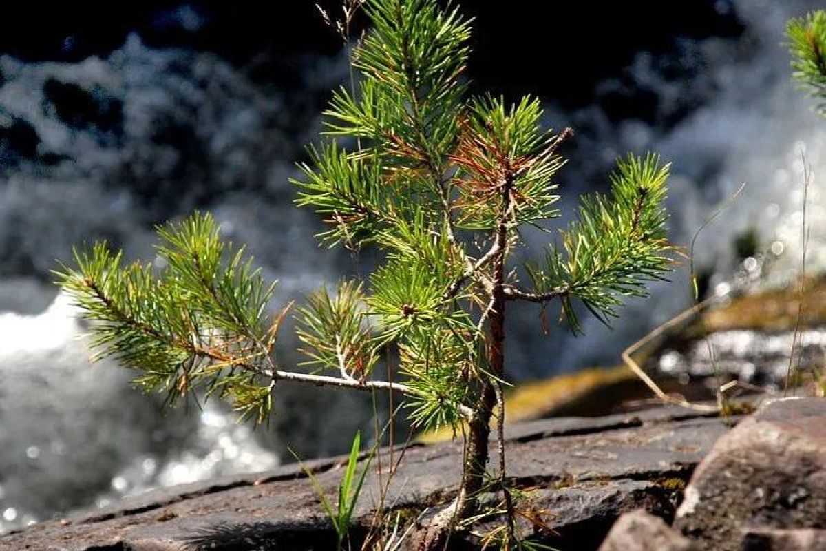 Экскурсия "Бренды Карелии"