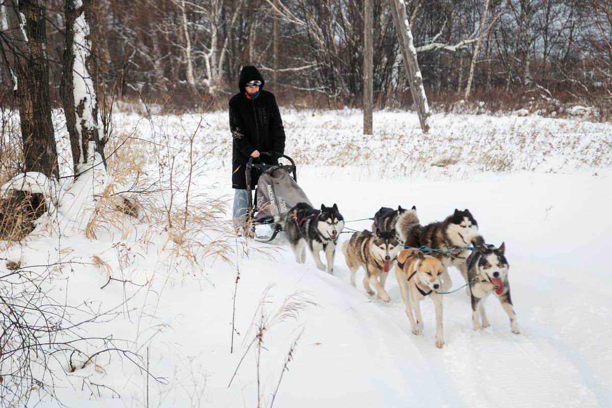 Катание на собачьих упряжках, купание в радоновых источниках