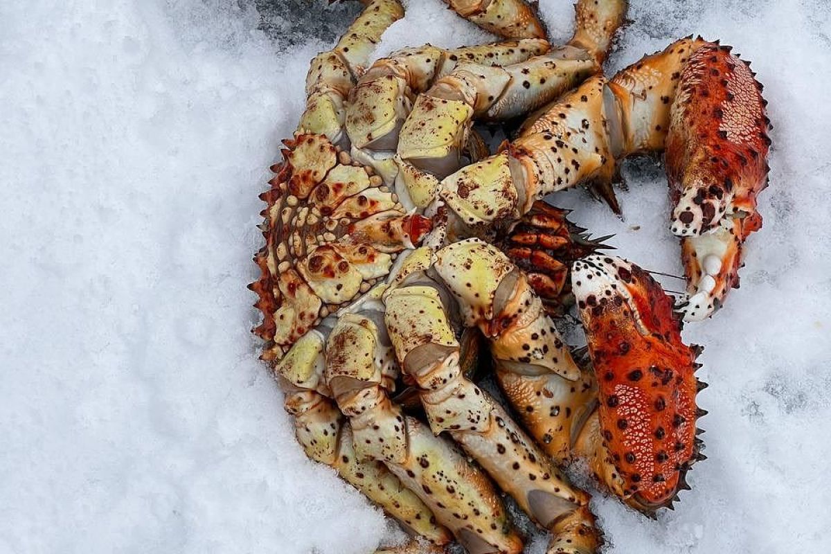 Подлёдный лов краба (крабалка)