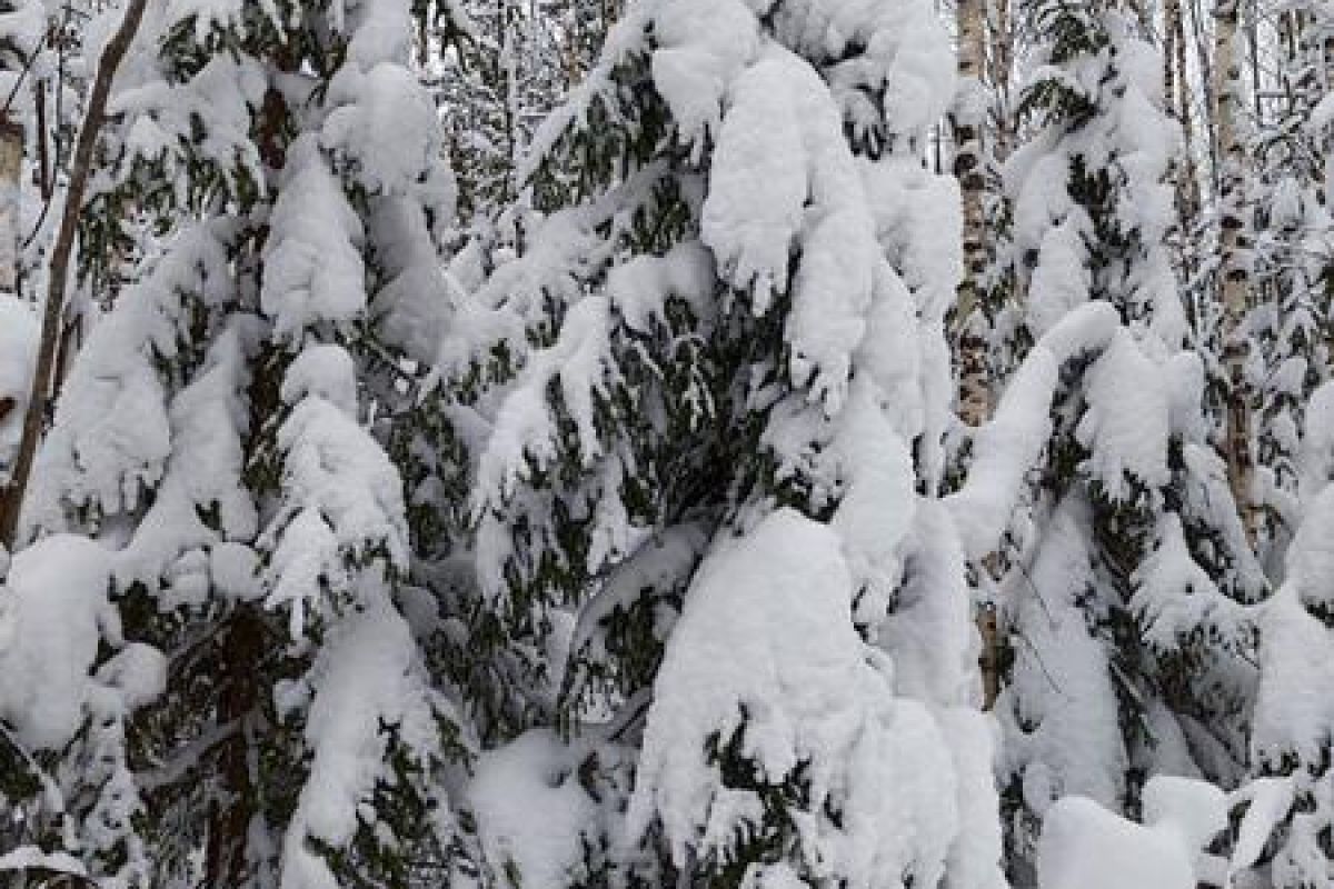 Снегоходный вираж в Карелии