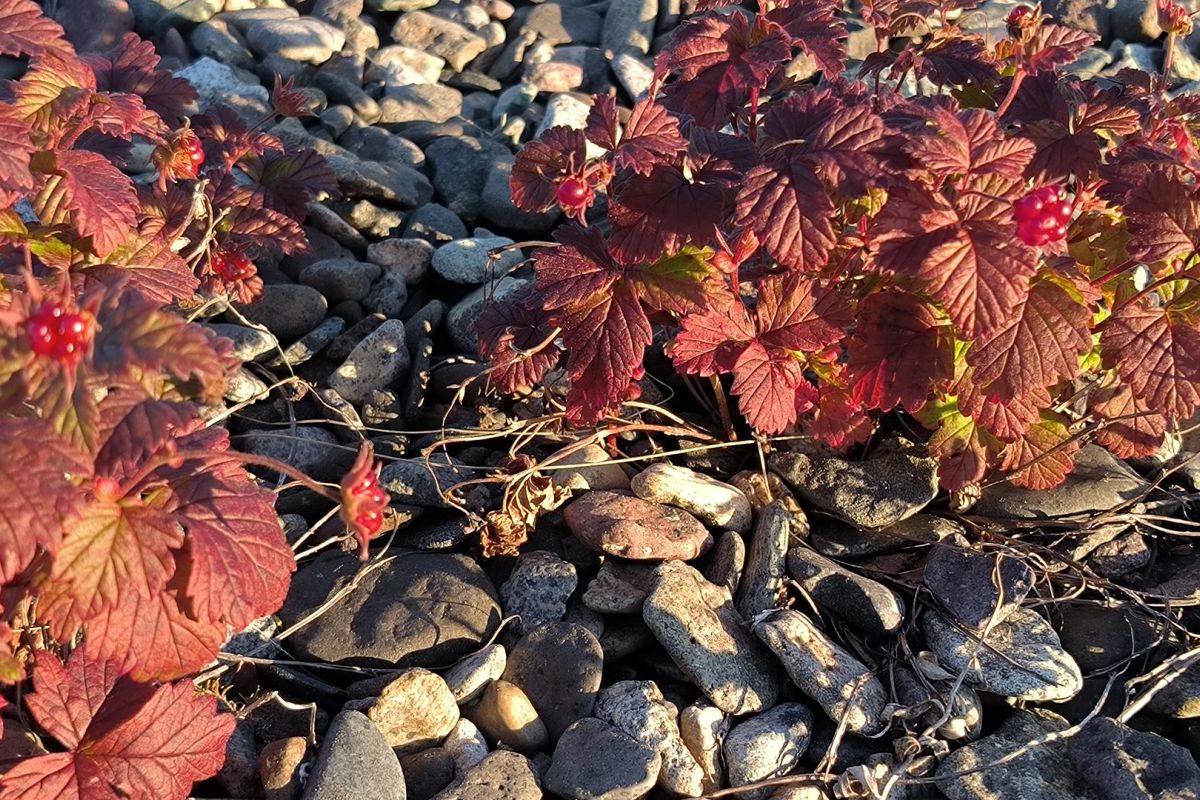 Озеро Красное – трофейная рыбалка в центральной Чукотке