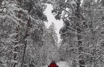 Лыжный тур "3 дня в Приладожье"